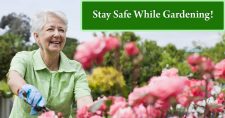 Preventing Gardening Injuries. Picture of an older caucasian female working in her flower garden.