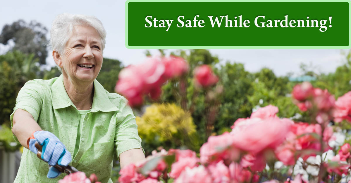 Preventing Gardening Injuries. Picture of an older caucasian female working in her flower garden.